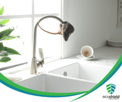 Rat on Sink Tap