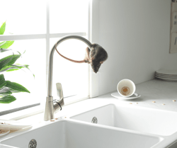 Rat on Sink