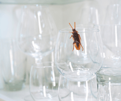 Roach on Glass