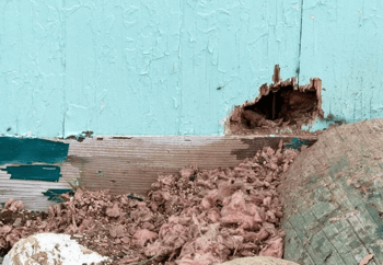 Rodent Damage to Wall of Blue Shed