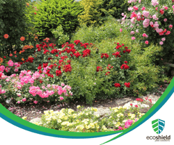 Roses in Garden