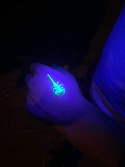 Scorpion Under Blacklight