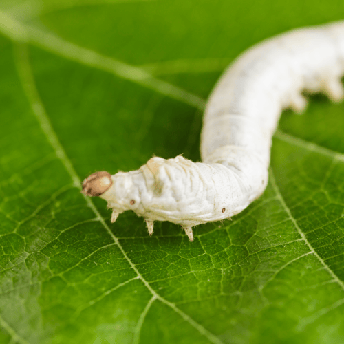 Silkworm Silkworm