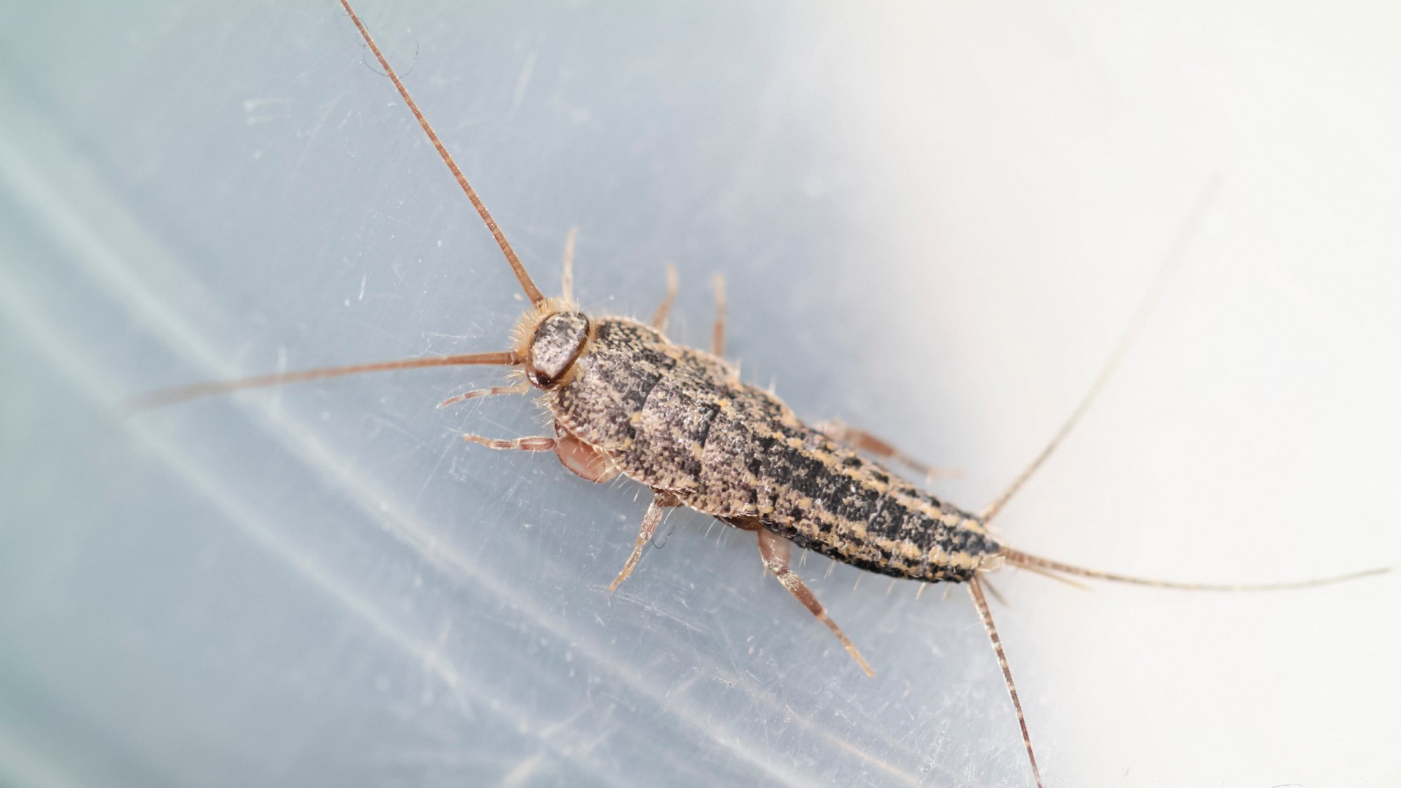 Silverfish on Translucent Background