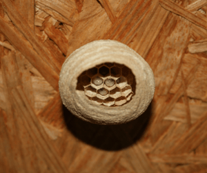 Solitary Wasp Nest Inside Shed on Plywood