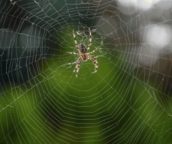 Spider in Middle Web