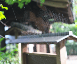 Spider on Web (1)