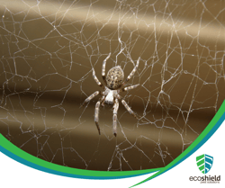 Spider on Web Blog