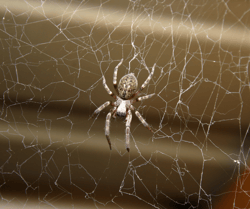 Spider on Web