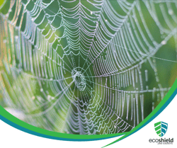Spiderweb Closeup