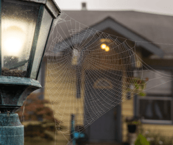 Spiderweb on Light