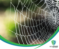Spiderweb with Dew