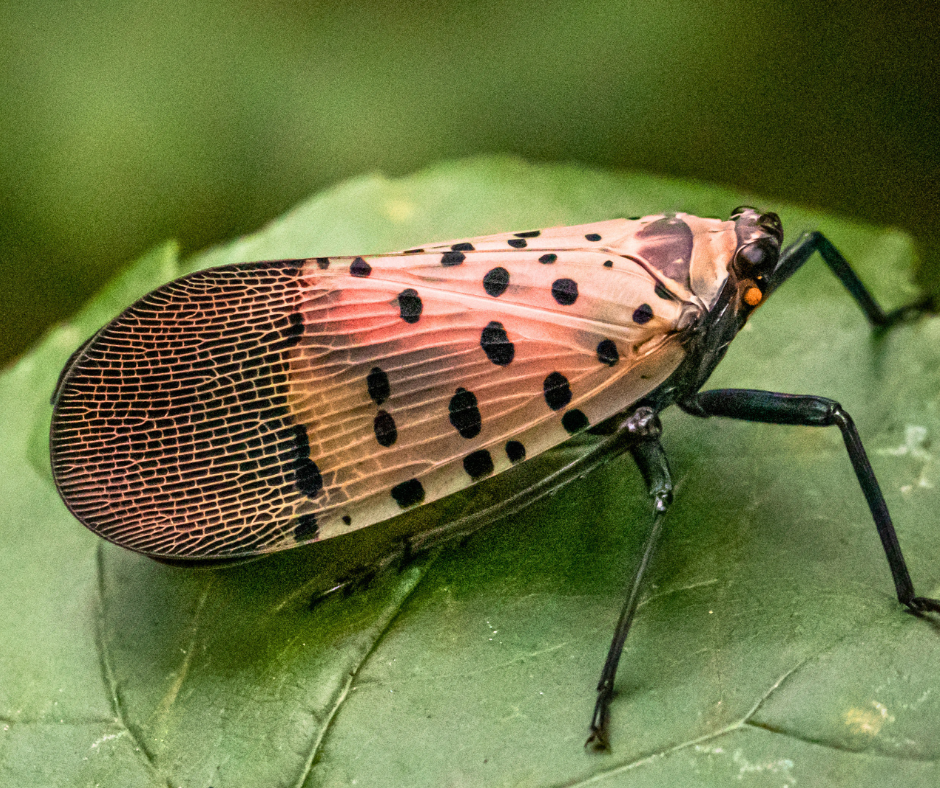 Spotted Lantern Fly on Leaf Spotted Lantern Fly on Leaf