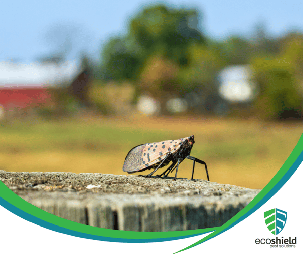 Spotted Lantern Fly (1)