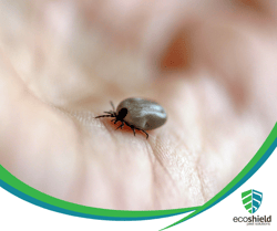 Spring Pest Tick