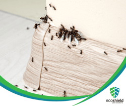Spring Pests Blog5