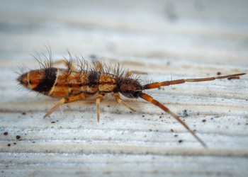 Springtail Closeup