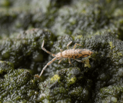 Springtail in Mud and Algae