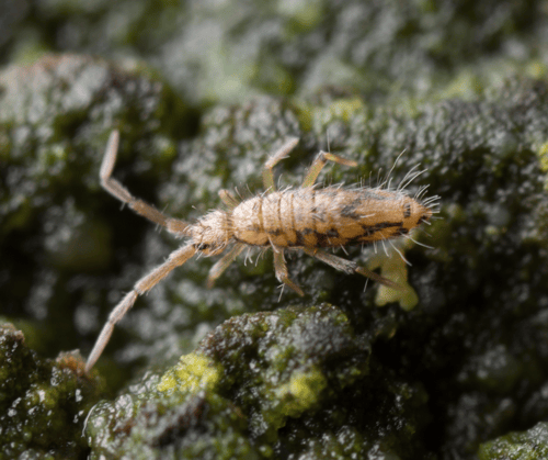 Springtail in Mud Springtail in Mud