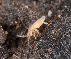 Springtail in Wet Dirt