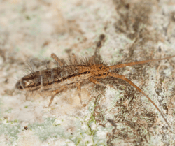 Springtail on Countertop