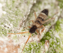 Springtail on Wood