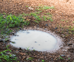 Standing Water