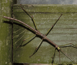 Stick Bug on Steps