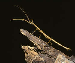 Stick Bug on Wood