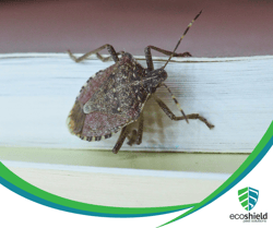 Stink Bug Featured Photo