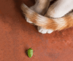 Stink Bug next to Cat