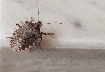 Brown Marmorated Stink Bug on Countertop