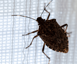 Stink Bug on Curtain