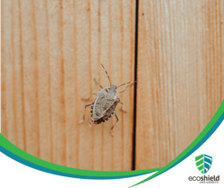 Stink Bug on Fence
