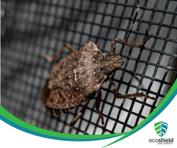 Stink Bug on Screen