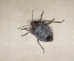 Stink Bug on Wall