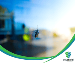Stink Bug on Window