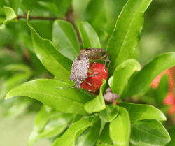 Stink Bugs in Garden