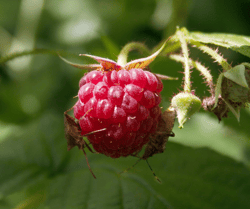 Stink Bugs on Raspberry