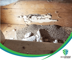 Sub Termite Damage 2