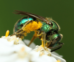 Sweat Bee Covered in Pollen