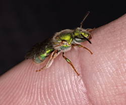 Sweat Bee on Finger