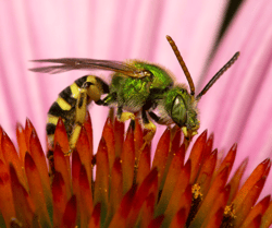Sweat Bee on Flower