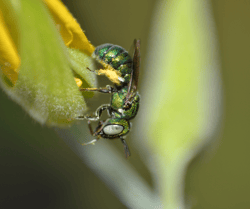 Sweat Bee on Plant