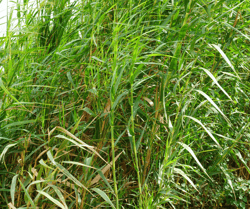 Tall Grass