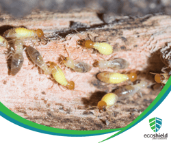 Termite Blog1