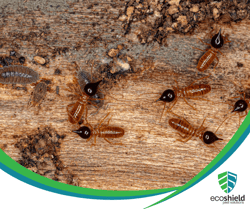 Termite Blog10