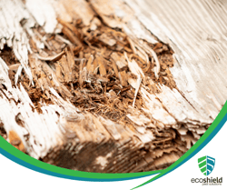Termite Blog2