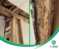 Termite Damage Example