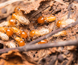 Termite Soldier